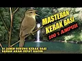 Download Lagu masteran burung kerak basi alis putih terbaik untuk burung kerak basi bahan