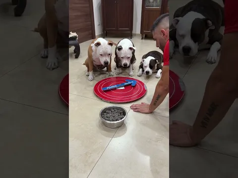 La ZAMPA gira e…..🐾 😂 #dogs #cutedog #funnyvideos #funny #cute