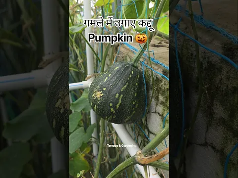 गमले में उगाए कद्दू | How to grow pumpkin at home garden #gardening #pumpkin #kaddu #shorts