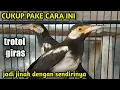 Download Lagu cara menjinakan burung jalak suren anakan sekaligus pemasterannya