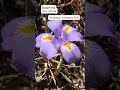 Download Lagu Blue Ridge Parkway wildflowers