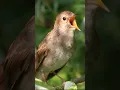 Download Lagu nightingale bird singing #birdsounds