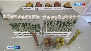 В Омском аграрном центре создали новые сорта картофеля