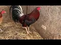 Bruner Roundhead Straight breed