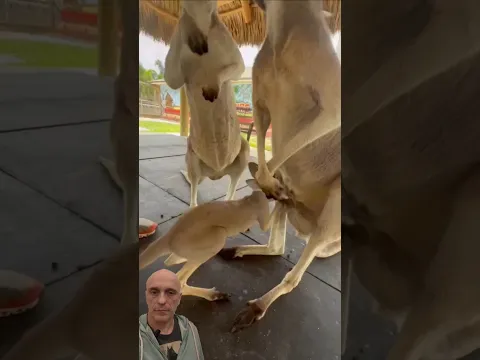CANGURU NA BOLSA! Pergunte ao Biólogo Guilherme Domenichelli#animaltv #animals #nature #animaltv