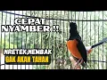 TERCEPAT KETREKAN TAJAM murai batu FIGHTER !! cocok buat PANCINGAN murai macet !! langsung NYAUT