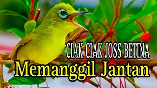 Download CIAK CIAK JOSS BETINA MEMANGGIL JANTAN PANCINGAN KECIAL KUNING AMPUH MP3