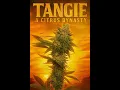 CITRUS DYNASTY TANGIE