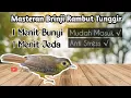 Download Lagu Masteran Brinji Rambut Tunggir || 1 Menit Bunyi, 1 Menit Jeda