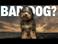 What NOBODY Tells You About AussieDoodles