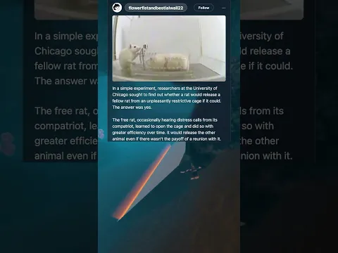 🧩 What Rats Taught Themselves