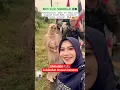 Download Lagu Terima kasih Srikandi Thailand atas kebaikan nya Jazakallah khairan katsiran. ☪️🕋