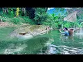 Download Lagu Traditional Fishing Skills - Single Mother Catches Giant Fish with a Fishing Scoop