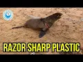Download Lagu Inilah Kerusakan yang Dapat Ditimbulkan Hanya dengan Satu Tali Plastik