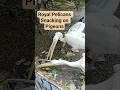 Download Lagu Royal Pelicans Snacking on Pigeons