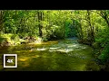 4K Gentle Stream Sounds Forest River Ambience Relaxing Nature Sounds for Sleep and Relaxation