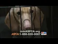 ASPCA TV Commercial Somewhere in America