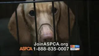 ASPCA TV Commercial Somewhere in America