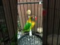Download Lagu lovebird jantan menuju konslet
