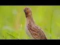 Download Lagu PANCINGAN BURUNG PUYUH CEPAT BUNYI DAN GACOR