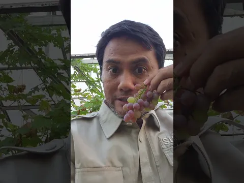 Mau Bibit Anggur Jupiter?