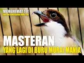 Download Lagu master murai batu yang lagi ngehits