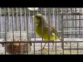 Lagu canary singing #canario #canários #canary #pajaro #birds #birds #birdsounds #pajarosoñador