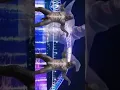 Download Lagu DJ Viral TikTok pak kepak kepak kele