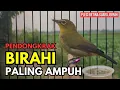 PLECI BETINA BIRAHI MEMANGGIL JANTAN | CALL PLECI BETINA PERANGSANG BUNYI