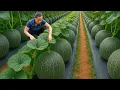 Download Lagu Harvesting Over 100 GIANT Melon Ichiba Fruits and Selling Them at the Countryside Market