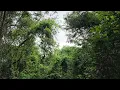 Birdsong in the Jungle | Forest Ambience, Nature Sounds & Evening Birds | No AI