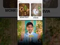 Download Lagu Stevia or Monk Fruit? Which is Better? #ryanfernandoshorts #monkfruit #stevia