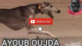 سلوكي هو هو  سلوكي هو هو