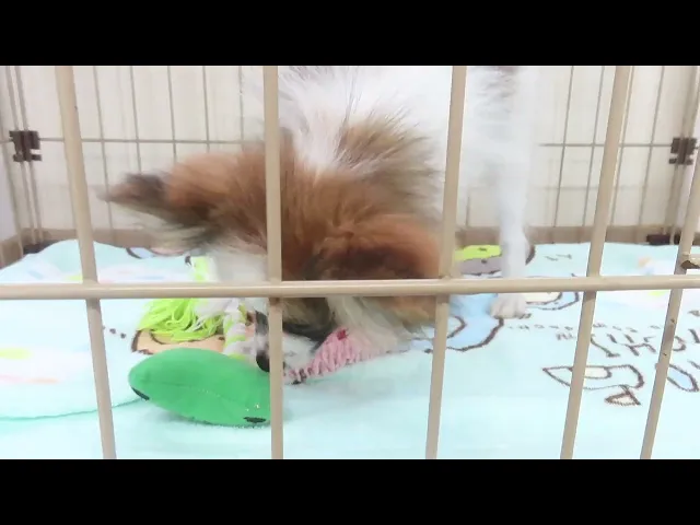 動画