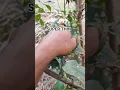 Download Lagu SUPER THIN INSECT #anyuniqueanimals #insects #wildlife #stickinsect
