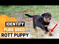 How to Identify a Pure Bred Rottweiler Puppy