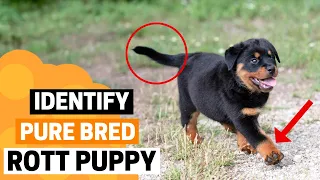 How to Identify a Pure Bred Rottweiler Puppy