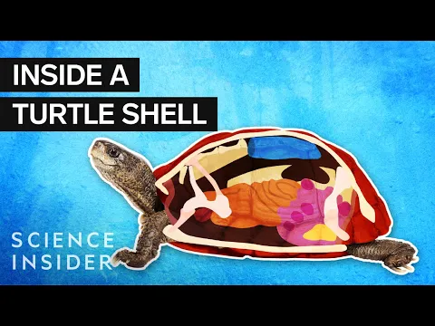 Whatu2019s Inside A Turtle Shell?