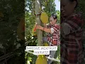 Download Lagu Mom’s back in the tree for another #jackfruit harvest!  #harvest #homegrown #wholesome #gardening