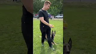 Mastering Focus: Belgian Shepherd Malinois Obedience Training at Dog Pageant