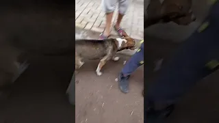 كلب بلدي يلهو بالشبشب 