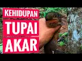 Download Lagu MENGENAL FAKTA UNIK TUPAI AKAR, KEHIDUPAN TUPAI TANAH DI ALAM LIAR