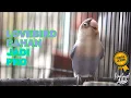 Lagu Lovebird Memanggil Lawan Ngekek Ngetik Efektif Sebagai Pancingan Tercepat Lovebird Bahan