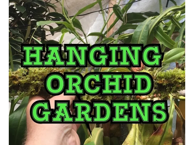 HOW TO BUILD A HANGING MOSSY ORCHID GARDEN/ HANGING ORCHID GARDEN TIPS 1080P