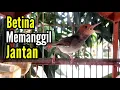 PRENJAK BETINA ( PRENJAK BETINA Gacor Istimewa Memanggil JANTAN Cocok untuk terapi burung macet )