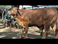 Download Lagu 7.500🔥OBRAL MURAH PEDET JANTAN CALON SUPER | Pasar Sapi Jatirogo