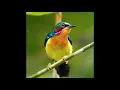 suara pikat burung Kolibri wulung dijamin Ampuh langsung nyaut #burung #burungkicau