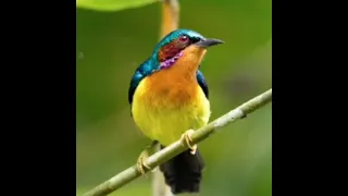 suara pikat burung kolibri wulung dijamin ampuh langsung nyaut burung burungkicau