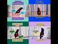 Download Lagu Pancingan Koloni Kolibri Ninja/Konin Paling Ampuh Untuk Konin Bahanmu Dijamin Langsung Nyaut.