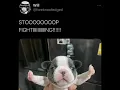 Stop Fighting Dog
